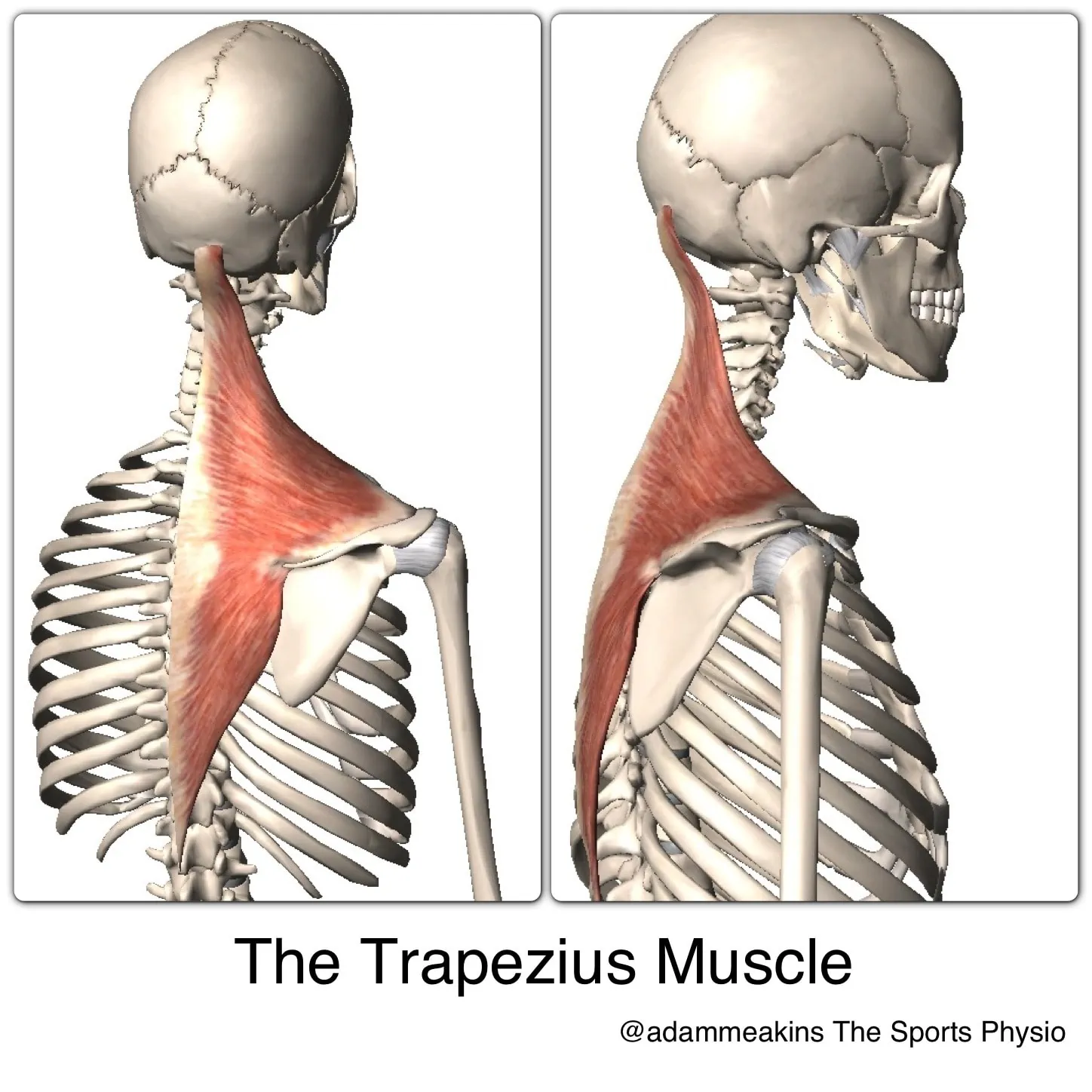 Порции трапециевидной мышцы склонны. Musculus Trapezius. Трапециевидная мышца спины анатомия. Трапециевидная мышца шеи анатомия. Трапециевидная мышца места прикрепления
