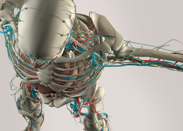 Physiotutors practice exams Biology Diagrams