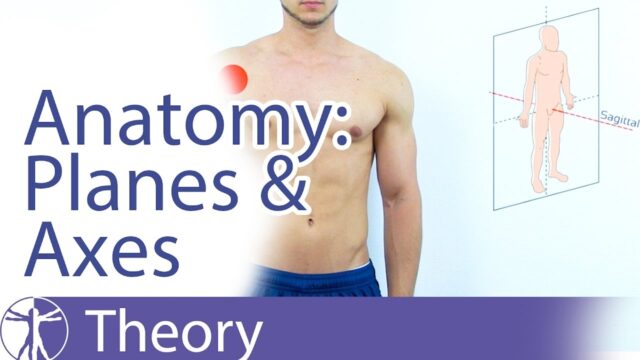 Anatomy planes & axes