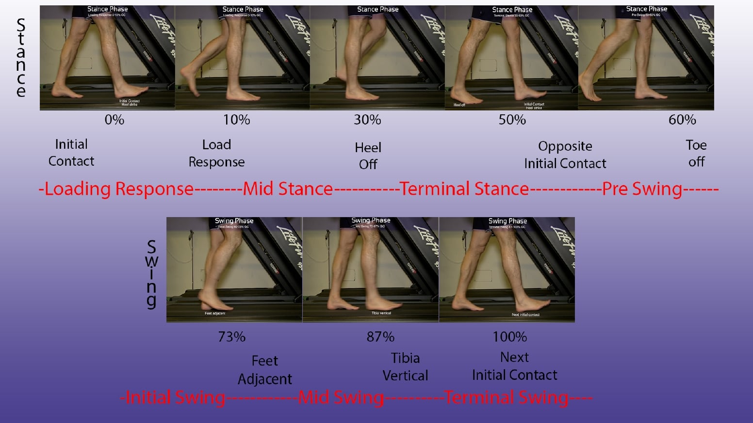Gait phases