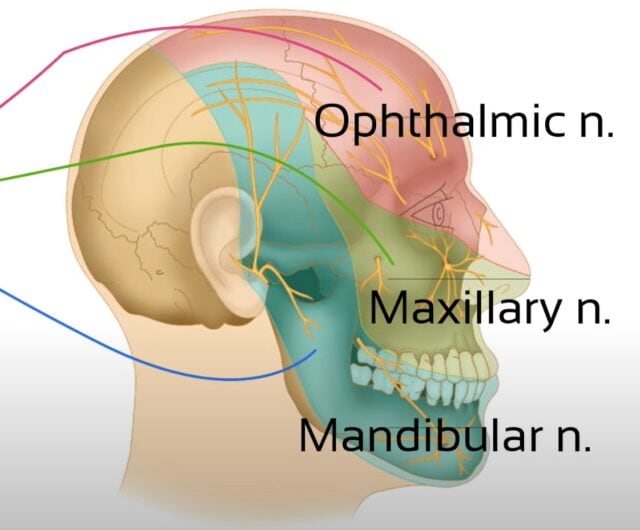 Cervicogene Hoofdpijn uitgelegd | Referred Pain Neurophysiology