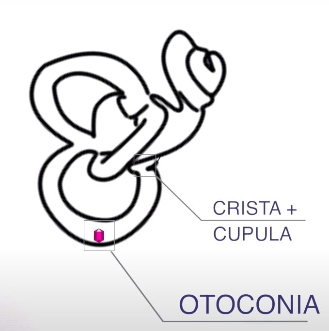 Right inner ear