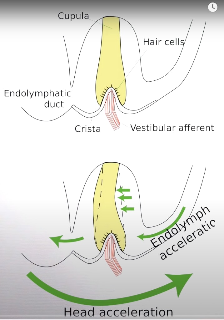 Endolymph
