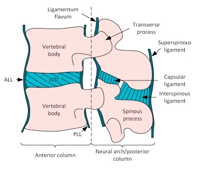 Anatomia del disco