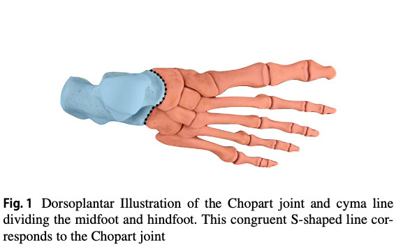 Chopart Injuries: A Key Differential Diagnosis Not to Miss in Physiotherapy Practice - Highlights on Diagnosis and Management