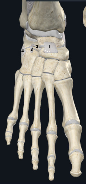 Chopart Injuries: A Key Differential Diagnosis Not to Miss in Physiotherapy Practice - Highlights on Diagnosis and Management