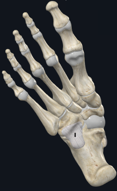 Chopart Injuries: A Key Differential Diagnosis Not to Miss in Physiotherapy Practice - Highlights on Diagnosis and Management