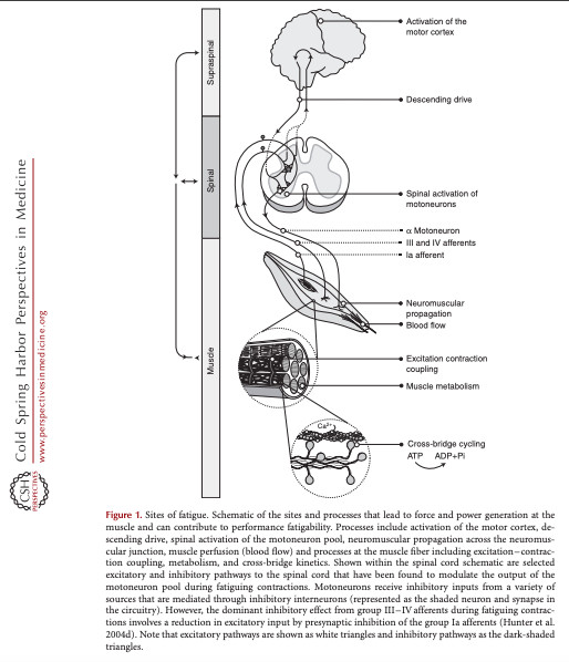 Central and Peripheral Fatigue: Influences on Sports Performance and Implications for Physiotherapy - Part 1: Theoretical Foundations